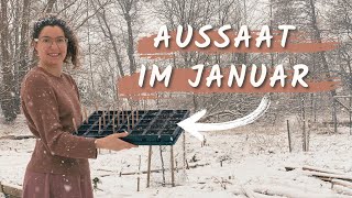 15 Gemüse die du im Januar aussäen kannst 🌶️ [upl. by Mitinger]