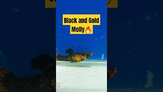 💢Black and Gold Molly🔥mollyfish rare rarefish mollies blackandgold aquariumfish [upl. by Haliehs539]