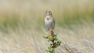 Bairds Sparrow belts out a song [upl. by Rhys]