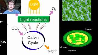 Photosynthesis and Respiration [upl. by Kovar]