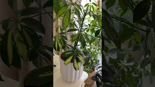 schefflera houseplants plantlover plantcollection indoorplants plants indoorgardening [upl. by Odranreb946]