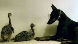 Sweetest Doberman meets two baby Ostriches [upl. by Parfitt]