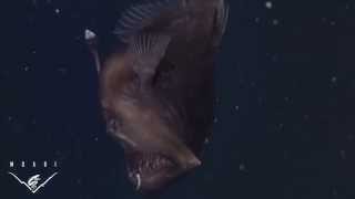 The anglerfish  La baudroie des abysses [upl. by Eedrahc]