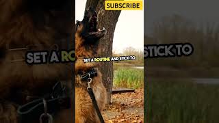 German Shepherd Puppy Training Tips Essential Commands and [upl. by Sapers]