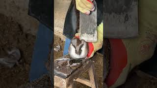 Great hoof trimming video extremely comfortable丨ASMR丨Donkey hoof cutting sound [upl. by Lenhard314]