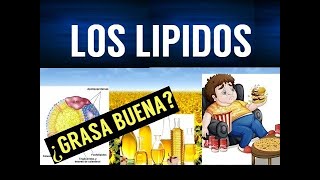 TODO SOBRE LOS LIPIDOS  FUNCIONES Y ENFERMEDADES [upl. by Yaja]