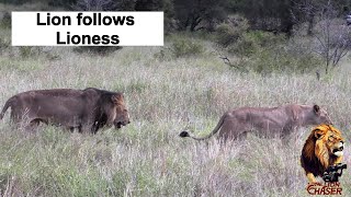 The Lion Chaser  Shishangaan Male Lion Mfowethu Following The Satara Lion Pride [upl. by Ellynad]