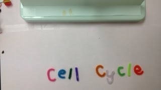 The Cell Cycle Stop Motion Animation [upl. by Aredna]