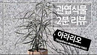 2분리뷰 아라리오 키우기Dizygotheca elegantissima Veitch succulents多肉植物たにくしょくぶつ 351화 해맑은TV [upl. by Euqinot808]