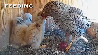 10🦃Kestrel Nest ❶ Nido CERNÍCALO Cámara 17  Ávila LAGUNA de EL OSO 310524 [upl. by Vogel]