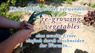 Küchenabfälle weiterverwenden regrowing vegetables [upl. by Marek]