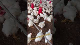 44Days Broiler Birds JabbarPoultryFarm Poultryfarm Broilerfarm vetgrow5Premix poultry [upl. by Timmi95]