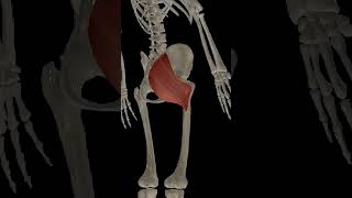 hip joint external rotation shorts anatomy humanbody [upl. by Mcallister590]