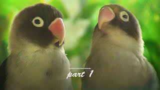 Two Lovebirds Chirping Sounds in the Morning Black Personata and Another One  Part 1 [upl. by Ong]