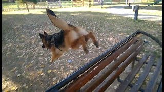 German Shepherd jump training [upl. by Armilla]