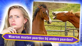 HOEVEEL WEET JIJ OVER PAARDEN ⁉️🏆 Kahoot Quiz [upl. by Prue]