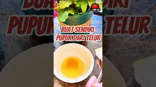 Buat Sendiri Pupuk Bunga dari Telur [upl. by Fattal]