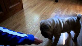 Shar pei adiestramiento [upl. by Anyad]