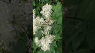 🤍🌿La Reine des prés  Filipendula ulmaria🤍🌿 plantessauvages whiteflower [upl. by Sudhir]