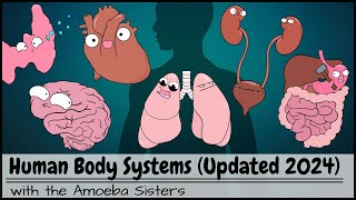 Human Body Systems Overview Updated 2024 [upl. by Jentoft]