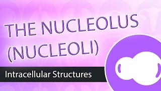 Intracellular Structures The Nucleolus [upl. by Bum]