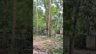 Kerala tree cutting 🌳 village woodpecker treecutting spike trend [upl. by Inglebert]