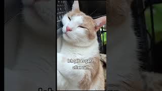 Diese Hitze ist echt anstrengend shorts youtubeshors storyfeeds viralshorts katze lustig [upl. by Kelly]