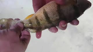 Mitchells Bay DIRTY WATER perch fishing 11quot jumbos [upl. by Aihsemat887]