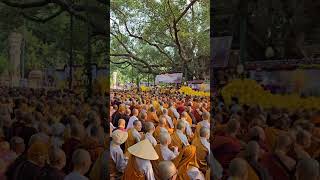 Vietnamese sangha Dana under the Bodhi tree invited international holy sangha [upl. by Eldwon]