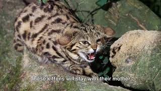 The BlackFooted Cat Natures Tiny Hunter [upl. by Zachery246]