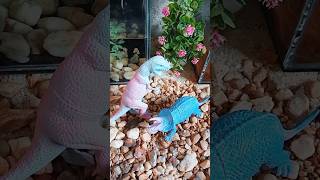 tirex triceratops animaltoys shortvideo [upl. by Rind]