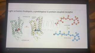 Rhodopsin Activation [upl. by Dduj328]