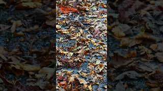 Leaves Falling Windy Nature Sounds Autumn Ambience [upl. by Friedlander]