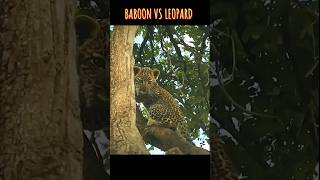 Baboon VS Leopard [upl. by Sydel239]