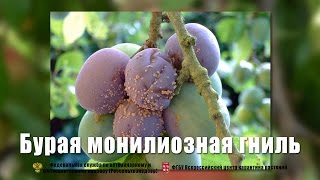 Бурая монилиозная гниль Monilinia fructicola Winter Honey [upl. by Melloney810]