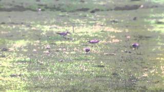 Whimbrel  Holme Fleet Cowpen Bewley Marsh Durham [upl. by Glenda429]