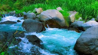 Nature’s Forest River Symphony for Inner Calm Peaceful Meditation and Sleep Aid [upl. by Nettie]