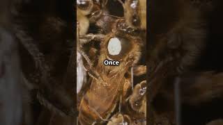 Inside the Hive The Secret Life of Bees 🐝 [upl. by Hinckley]