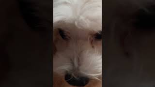 🥰🥰 fypyoutube pupppy pets doglover shortvideo fyp [upl. by Hbaruas943]