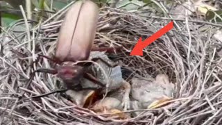 beetle entangled in the nest of a newly hatched baby birdbird eps 235 [upl. by Eelytsirk]