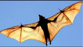 The Large flying fox  The Biggest Bat In The World [upl. by Silera]