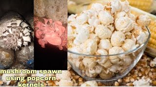 Popcorn kernels For Mushroom spawn making How [upl. by Eelir]