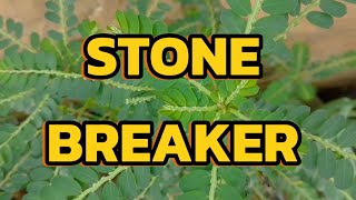 STONE BREAKER BENEFITS AND MUCH MORE [upl. by Warring]