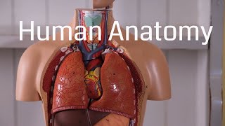 Basic Human Anatomy for Beginners [upl. by Mag31]