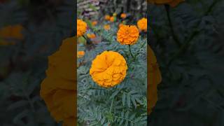 Marigold Genda plant trending viralvideo shorts youtubeshorts [upl. by Giffie]