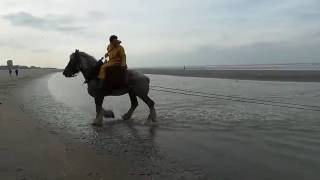 Oostduinkerke Garnaalvissen [upl. by Bartolome]