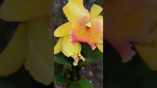 As orquídeas do gênero Cattleya são frequentemente chamadas dequotRainha das Orquídeasquotandersonmalu [upl. by Eamon]