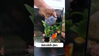 Wave Pump‼️ fishaquarium aqauticplants fishtank fish toopa [upl. by Reddin]