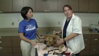 Vet Tip  Safe Restraint Methods [upl. by Yetnom525]