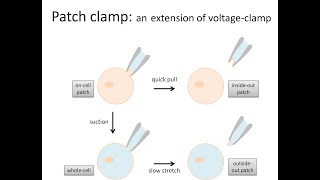 Voltage clamp and patch clamp electrophysiology methods for studying ion channels [upl. by Dor]